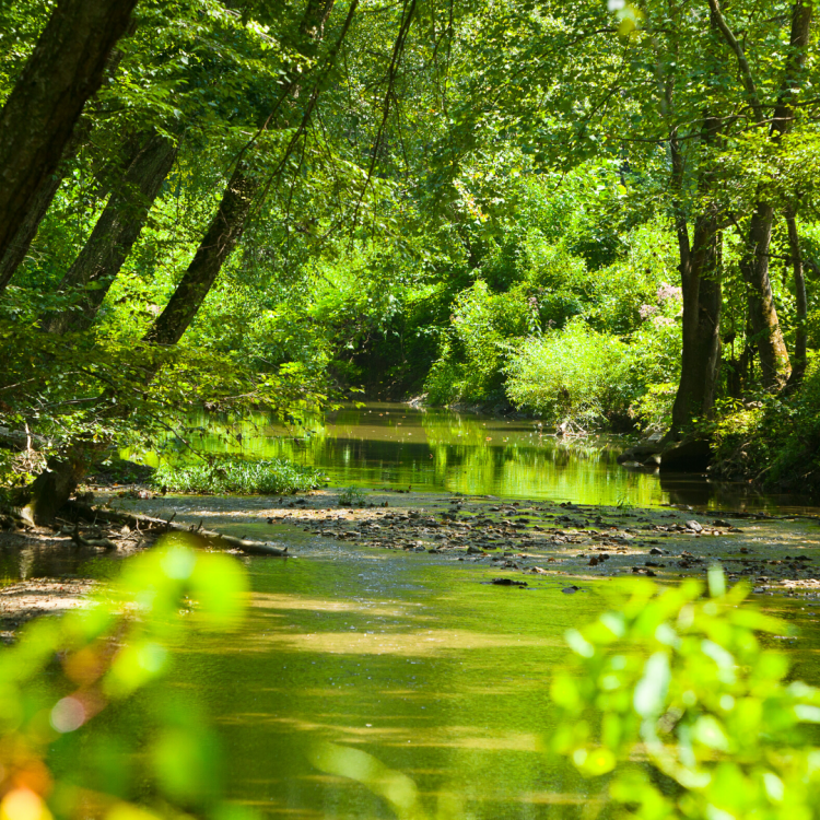  Creek and Trees